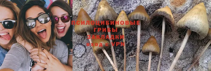 Псилоцибиновые грибы Psilocybine cubensis  Пучеж 